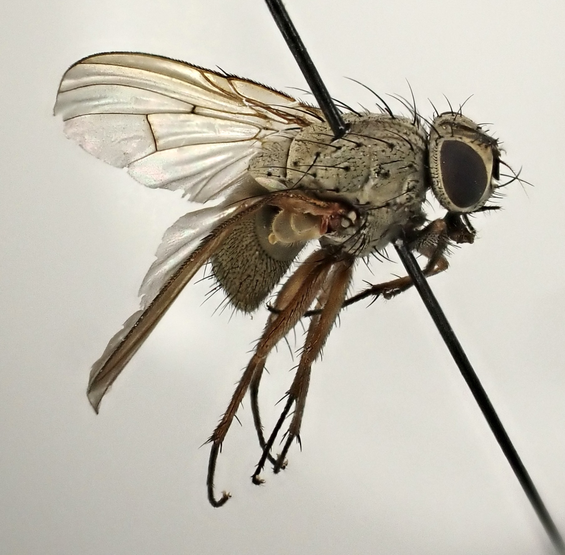 Helina confinis