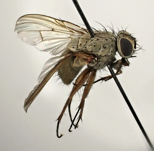 Helina confinis