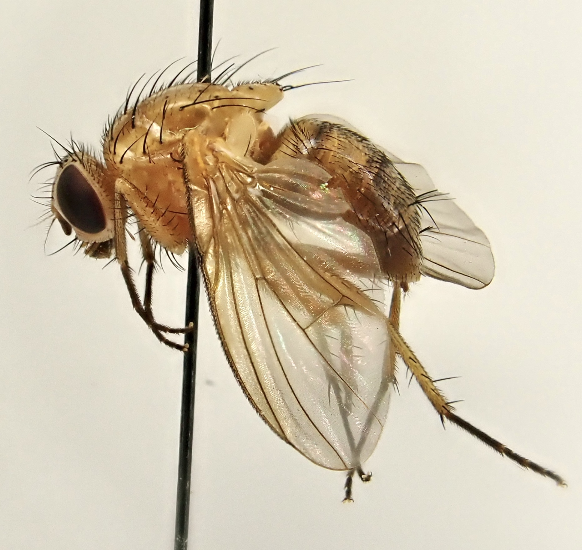 Phaonia pallida