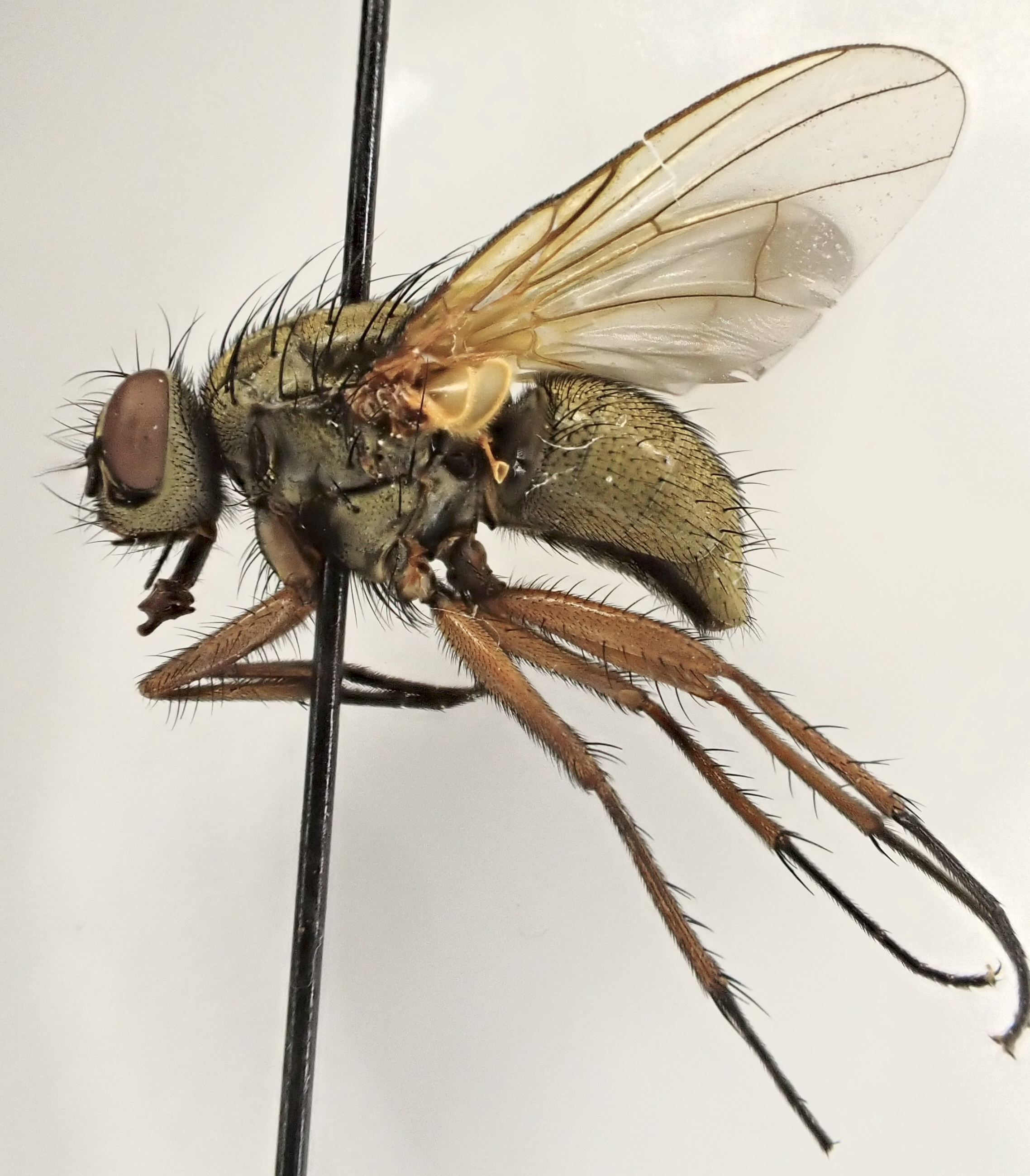 Phaonia angelicae