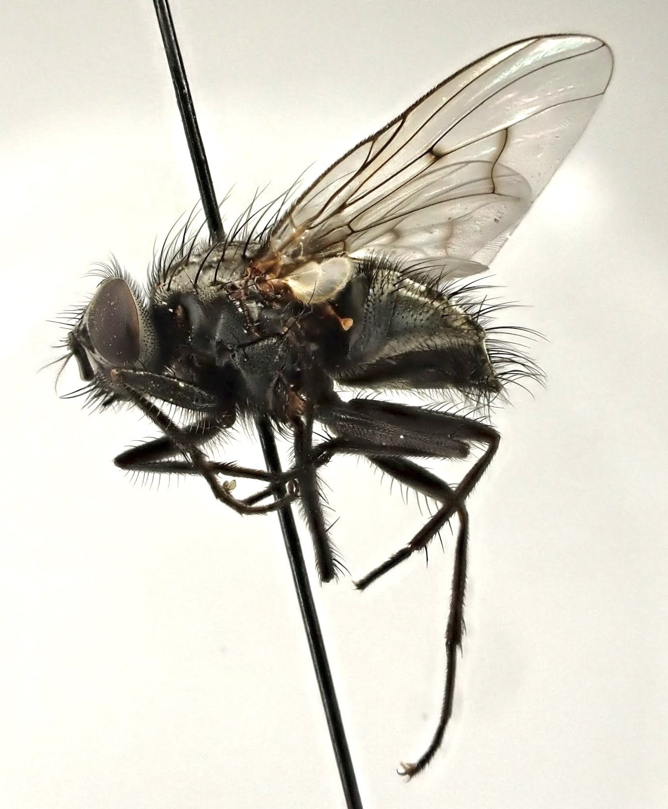 Phaonia trimaculata