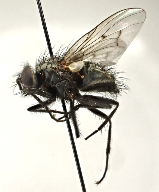 Phaonia trimaculata