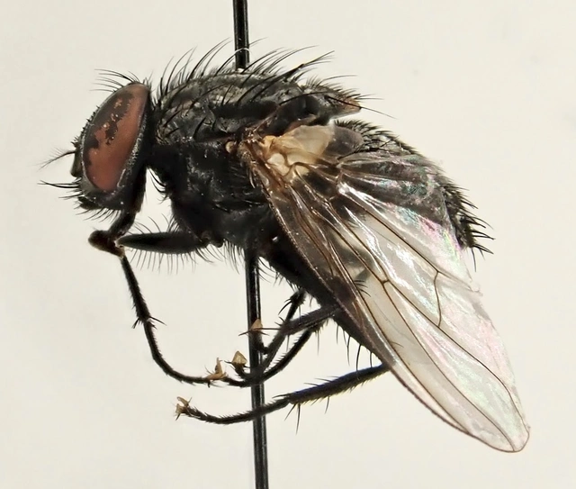 Muscina levida