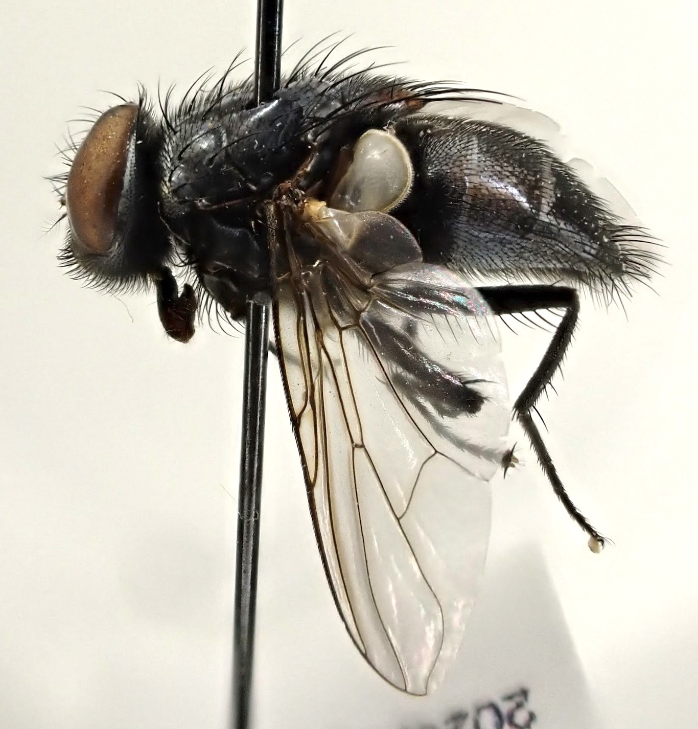 Muscina pascuorum