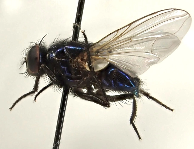 Eudasyphora cyanicolor