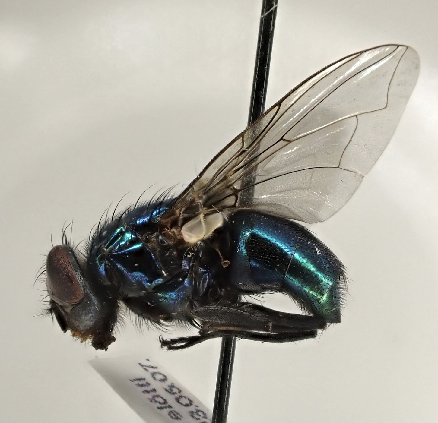 Lucilia illustris