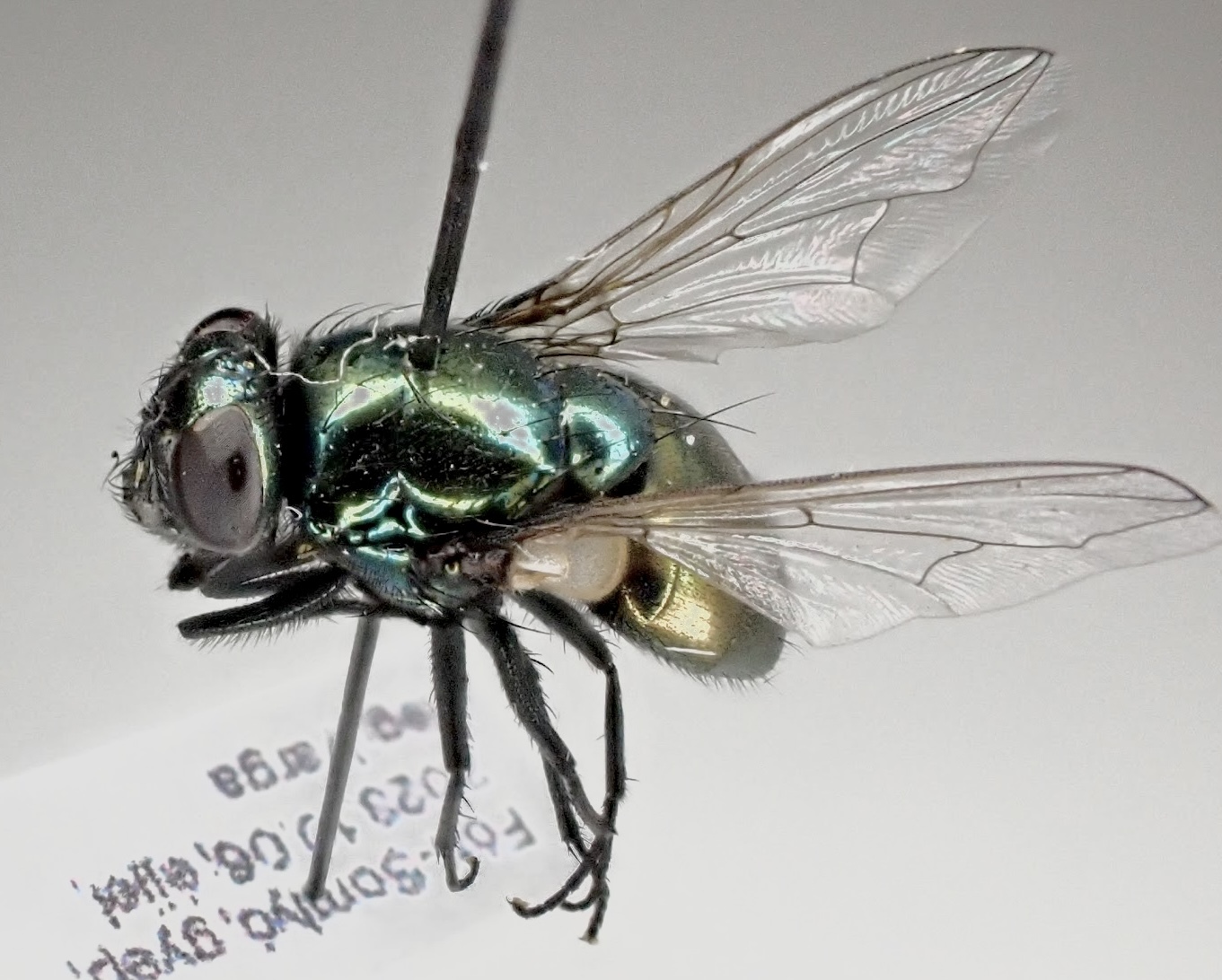 Neomyia cornicina