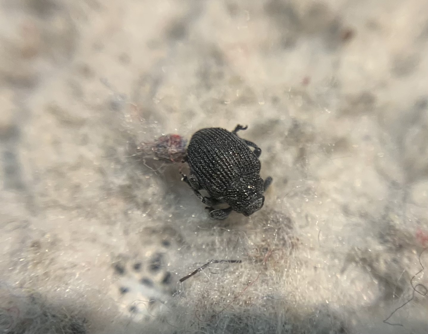 Ceutorhynchus puncticollis - pontozott ceutormányos