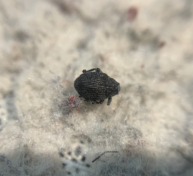 Ceutorhynchus puncticollis - pontozott ceutormányos