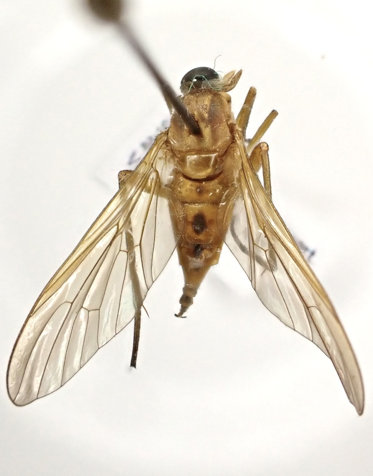 Rhagio tringarius - közönséges kószalégy