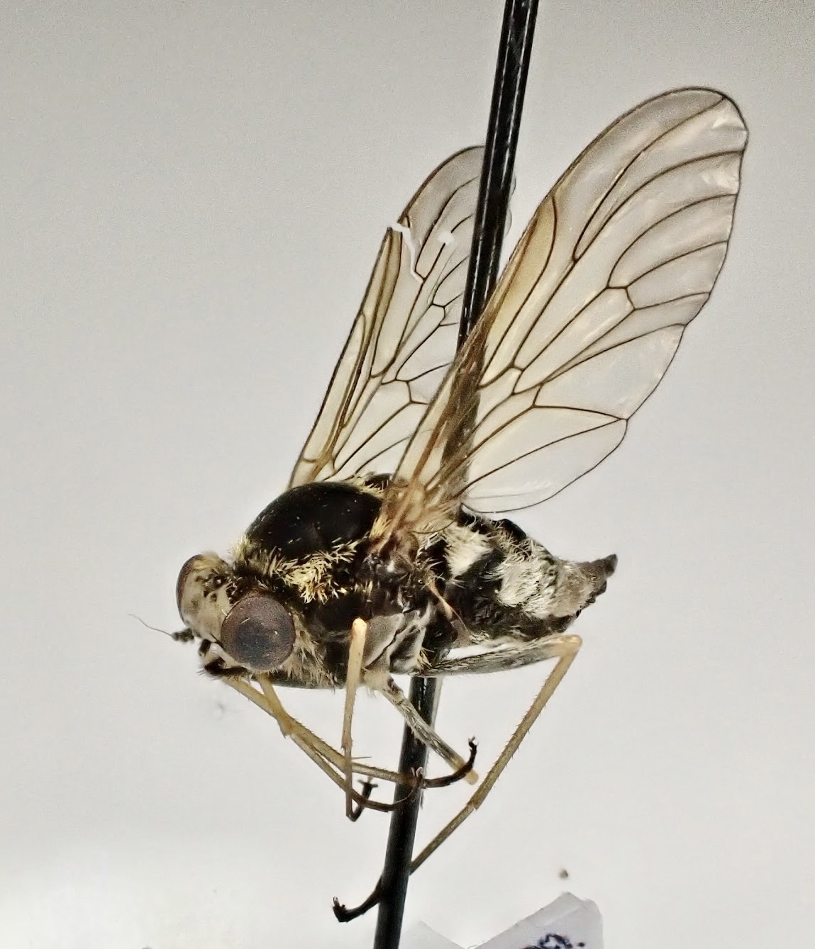 Chrysopilus helvolus