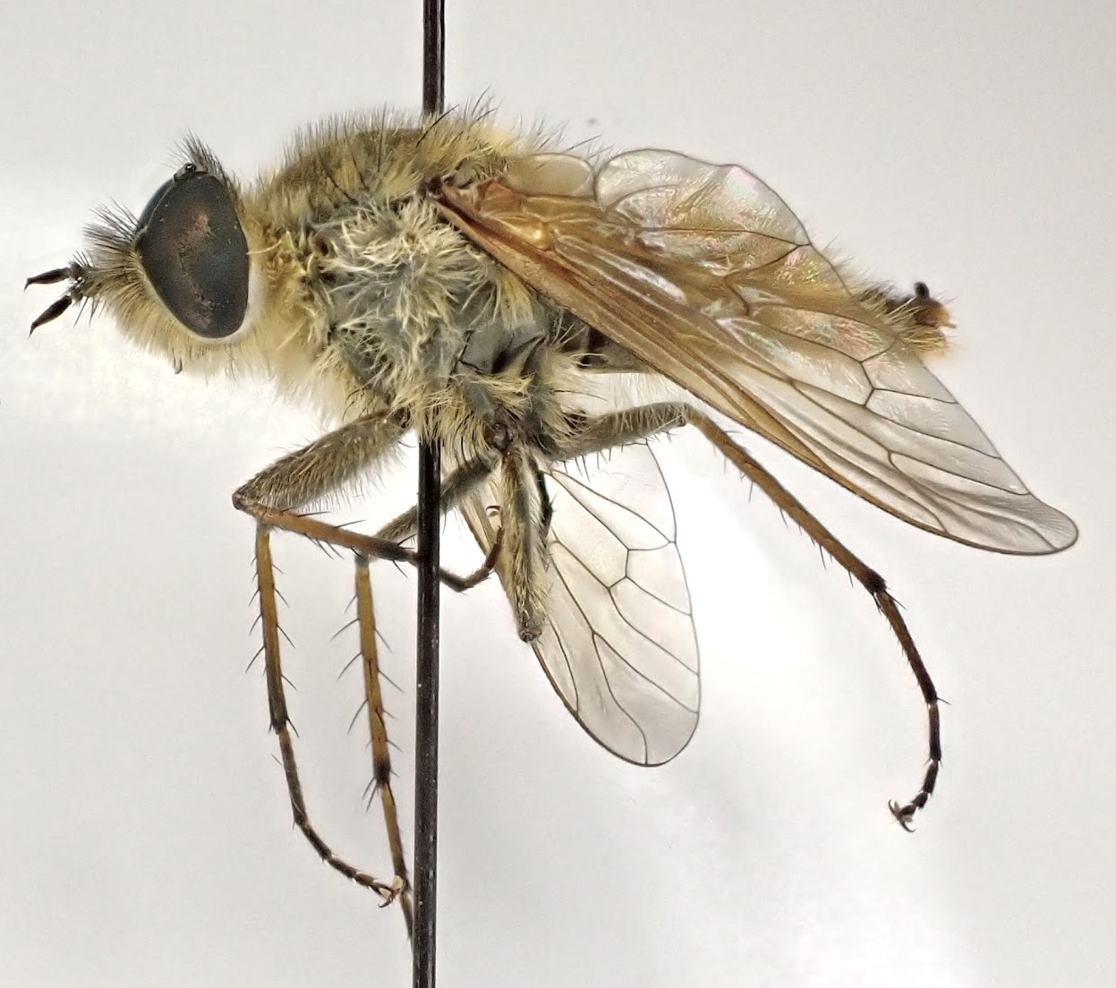 Thereva nobilitata