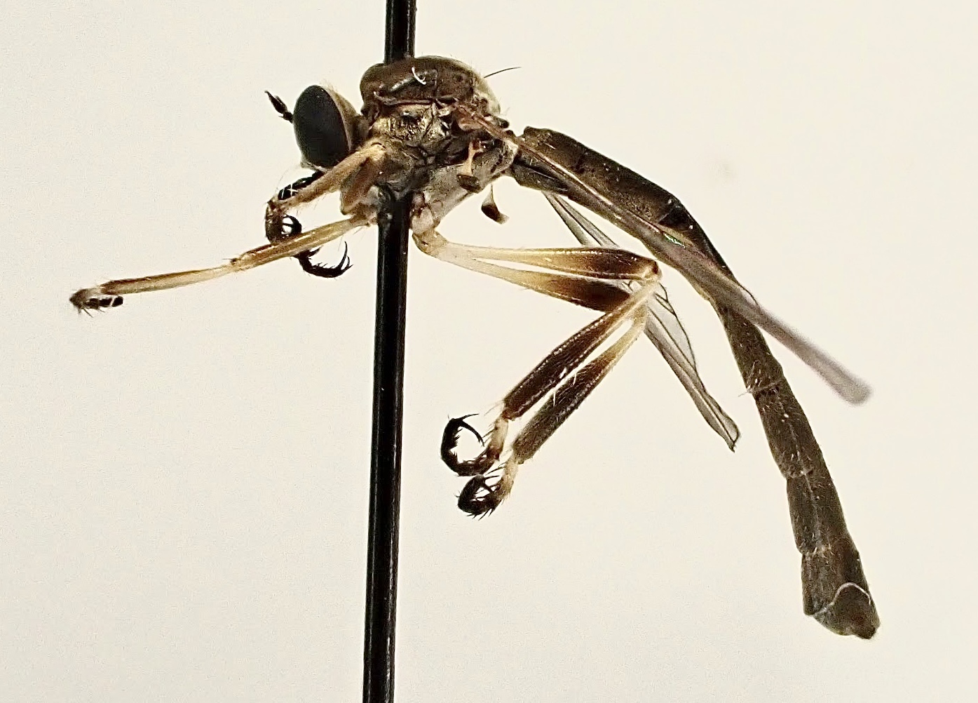 Leptogaster pubicornis