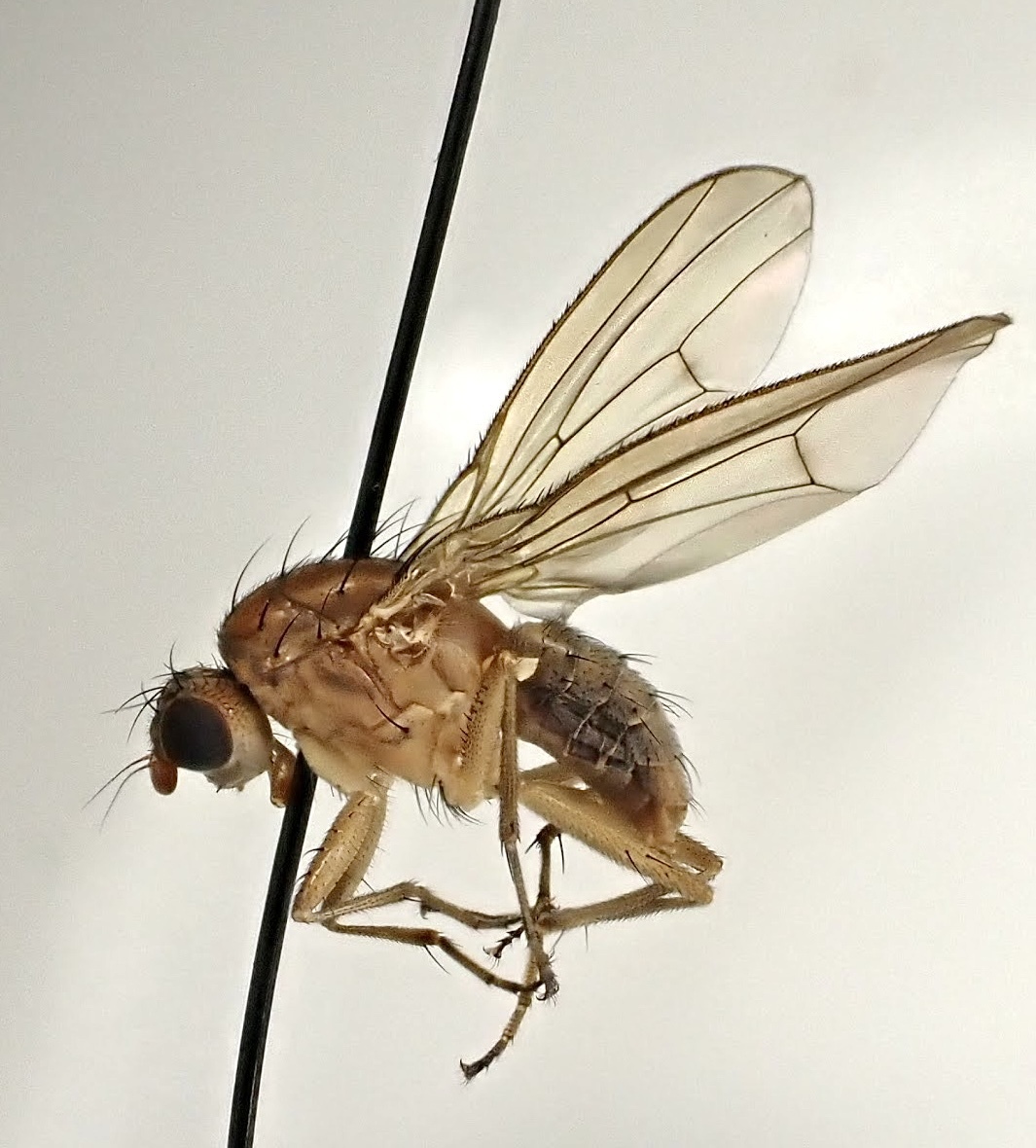 Suillia pallida
