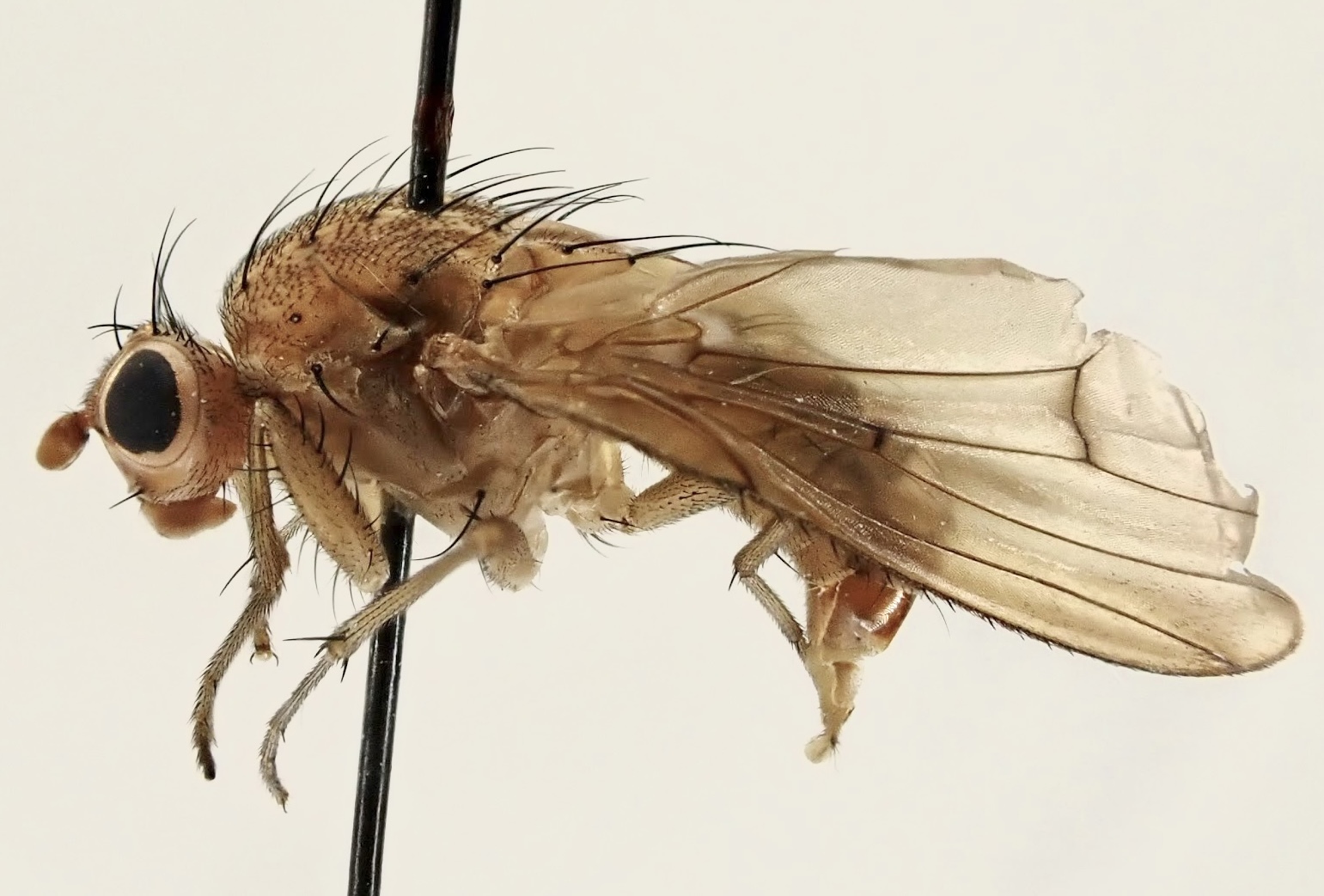 Suillia notata