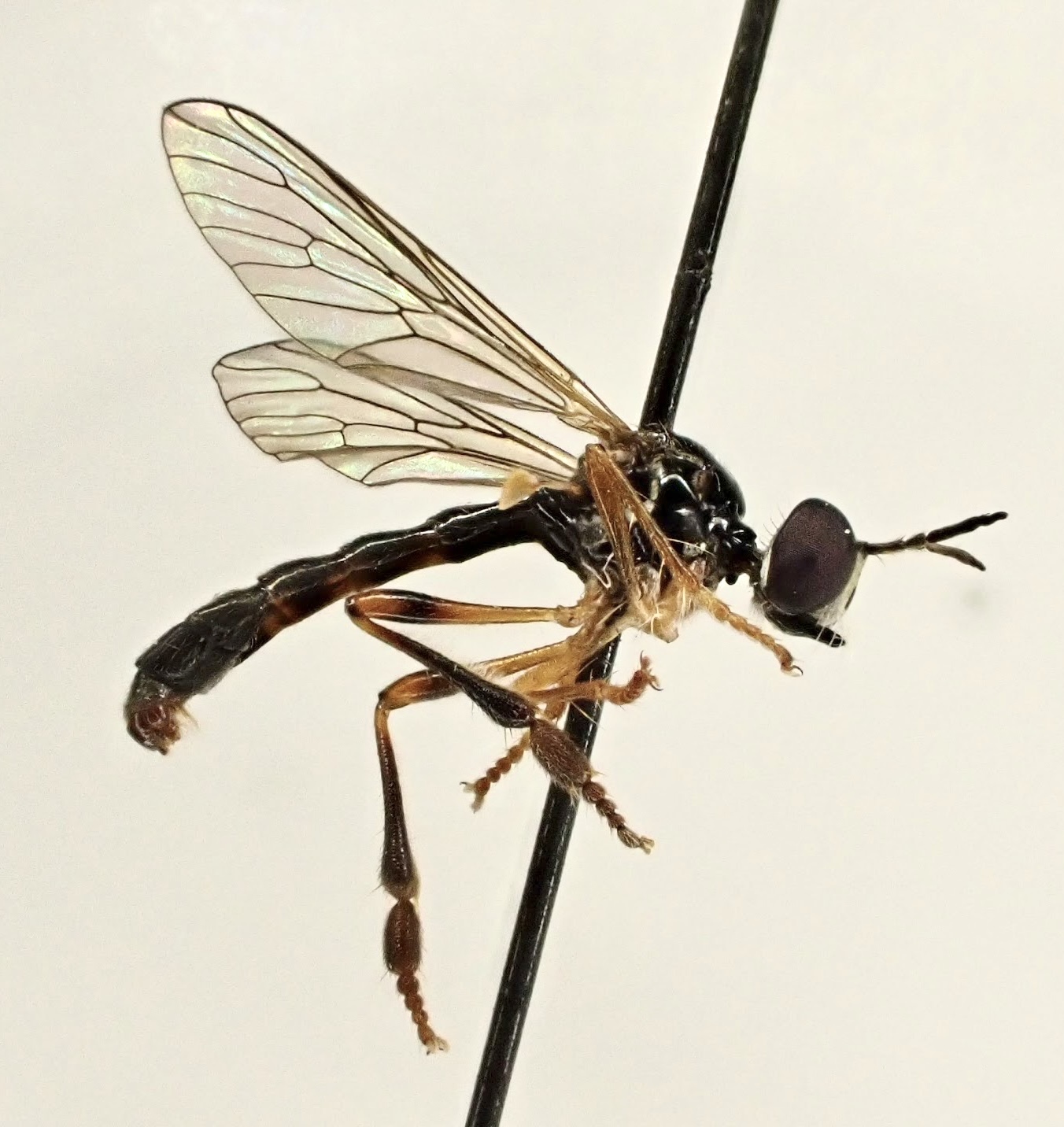 Dioctria lateralis