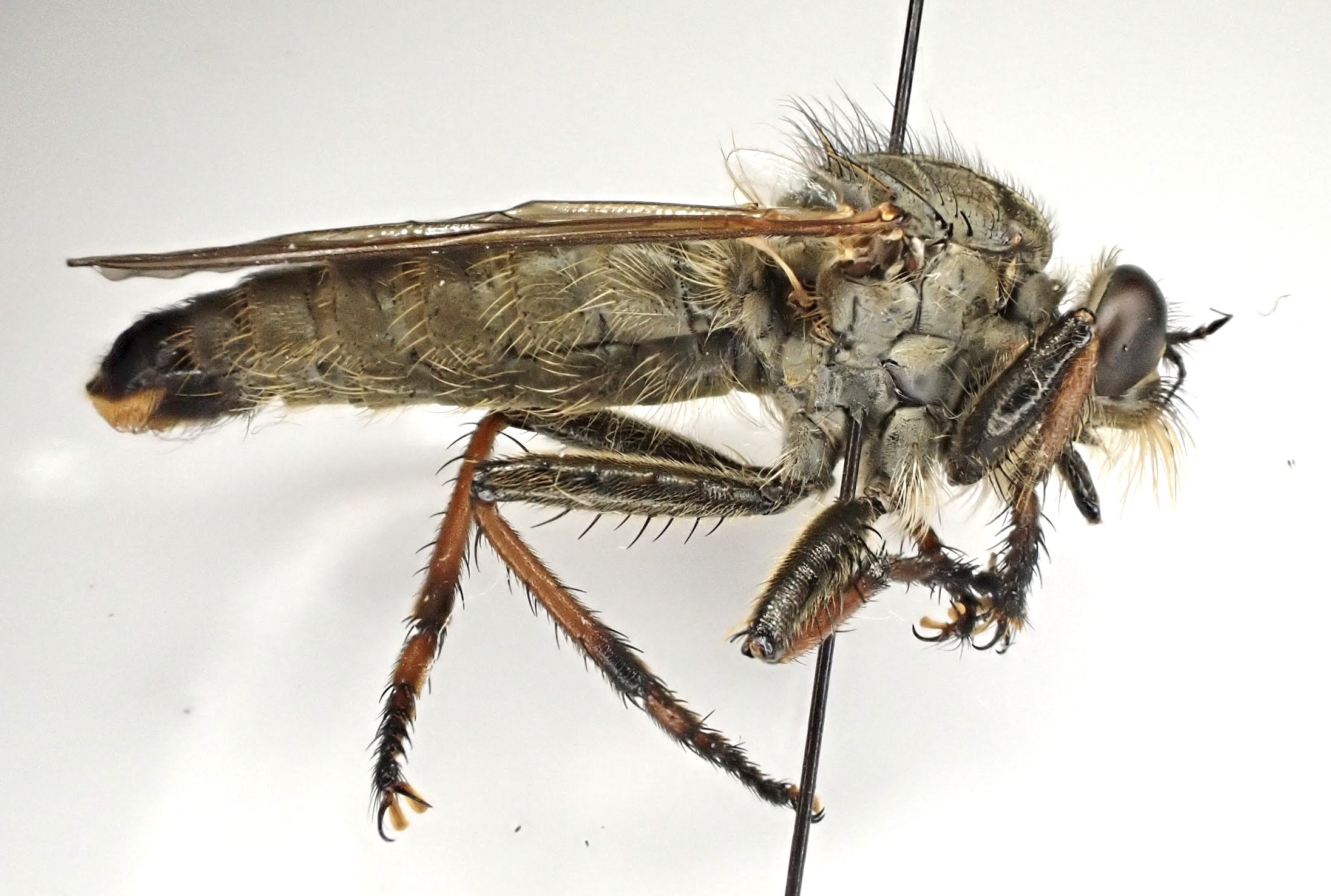 Antipalus varipes