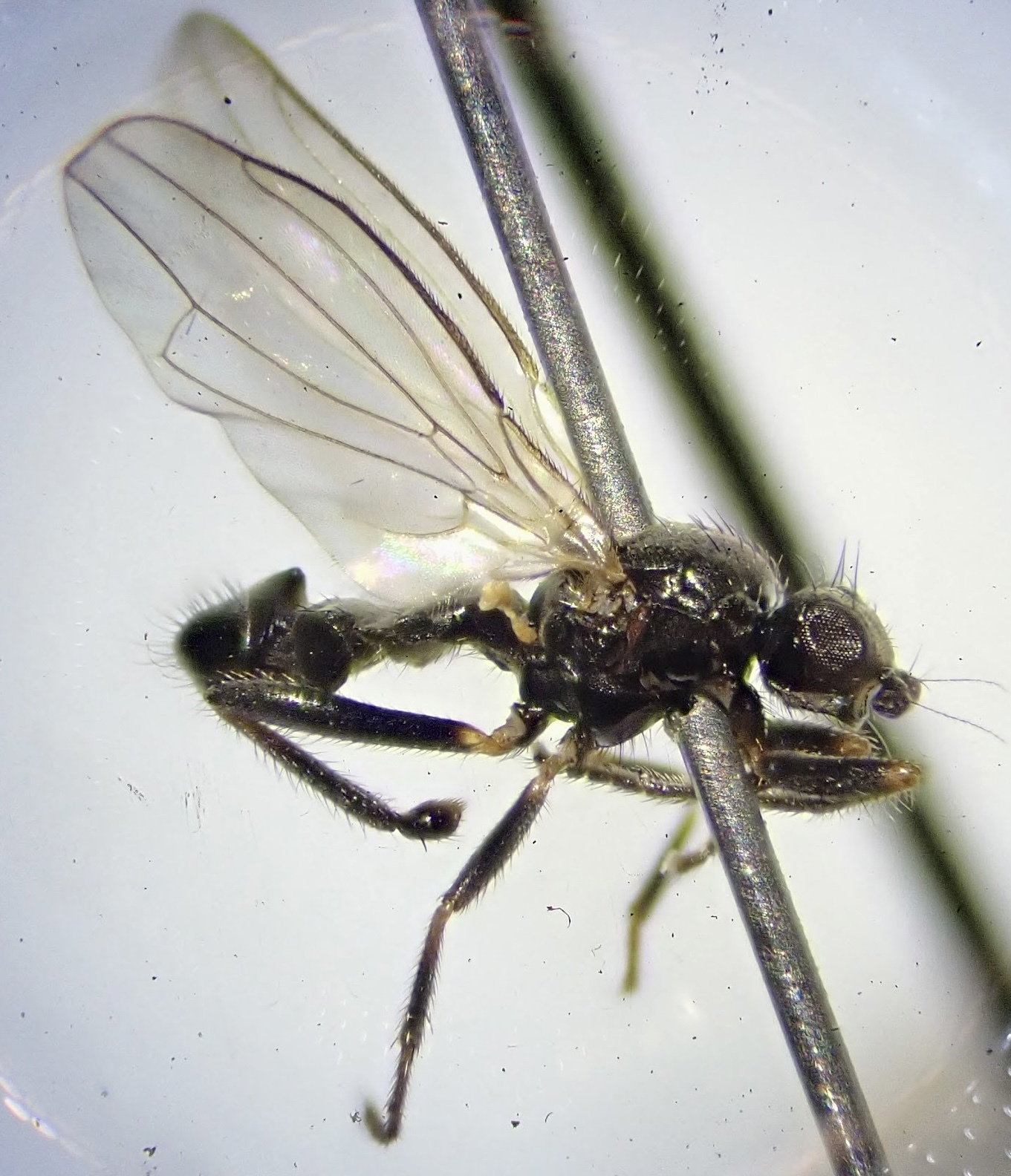 Borborillus vitripennis
