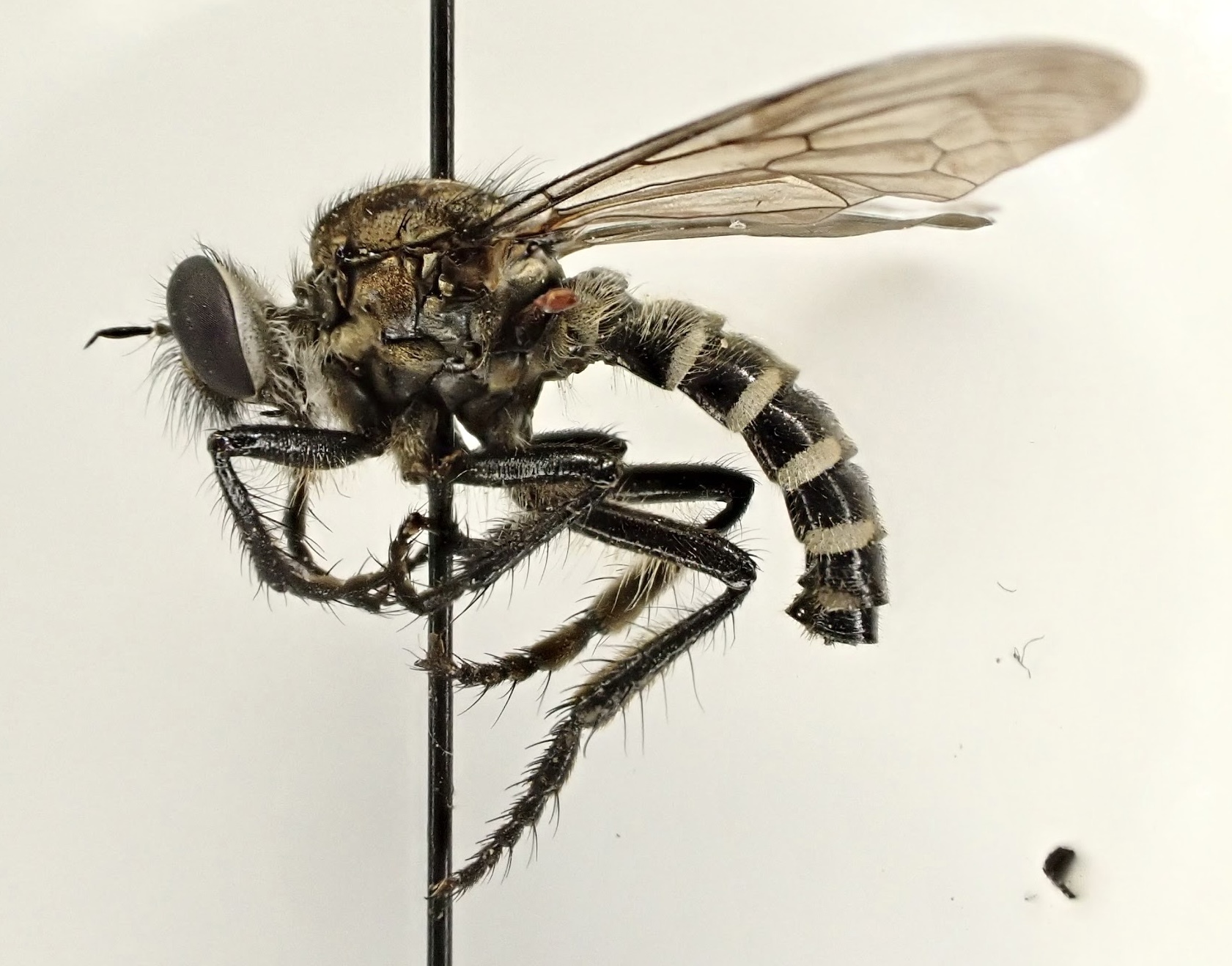 Cyrtopogon lateralis