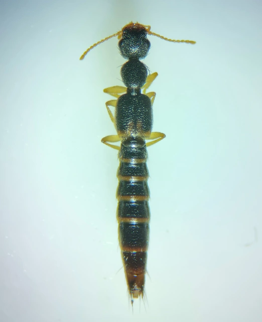 Astenus lyonessius - közönséges köviholyva