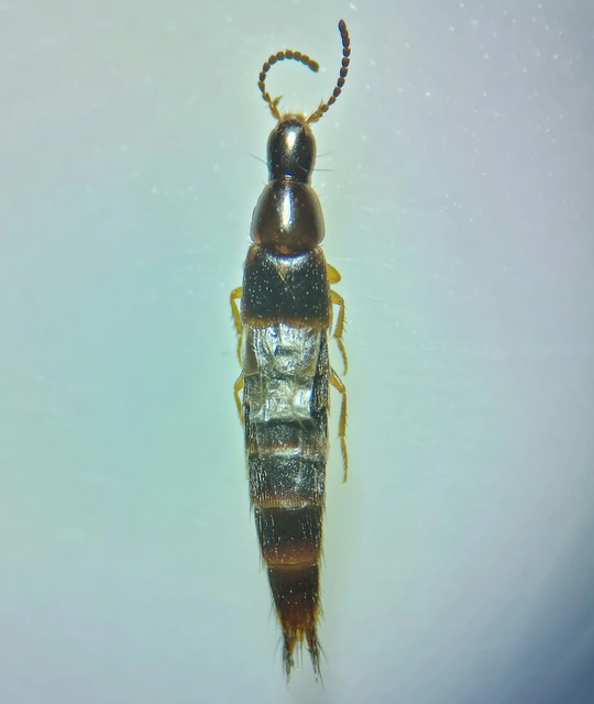 Heterothops dissimilis - keskenyfejű egérholyva