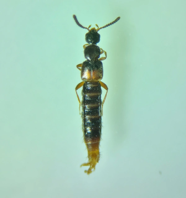 Phloeopora teres - közönséges szúvadászholyva