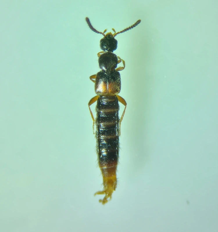 Phloeopora teres - közönséges szúvadászholyva