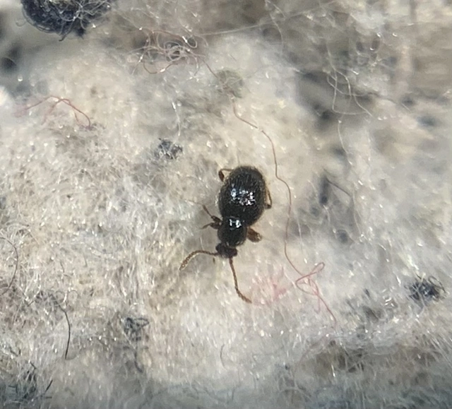 Stenichnus scutellaris - laposcombú gödörkésbogár
