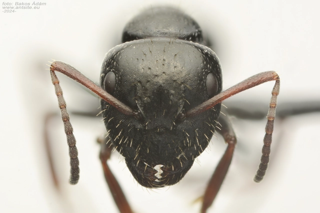 Camponotus atricolor - nyerges lóhangya