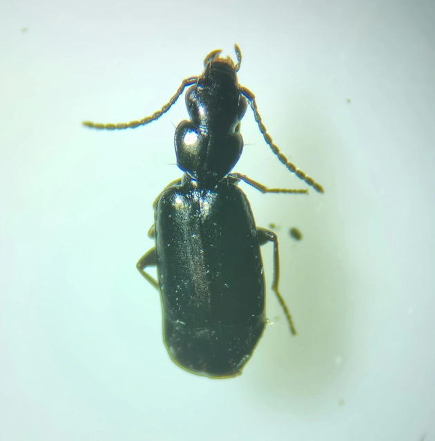Microlestes minutulus - közönséges parányfutó