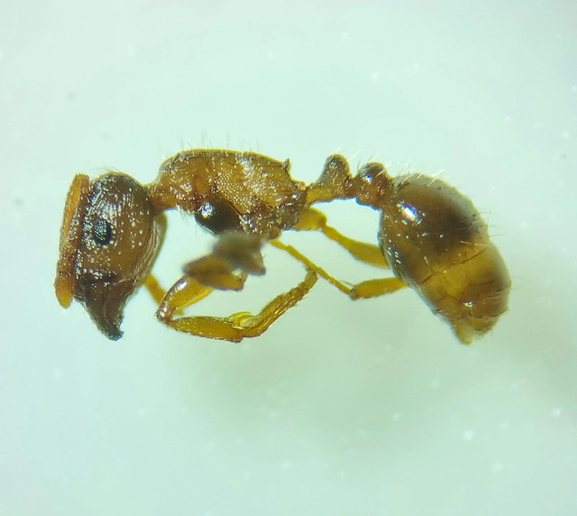Tetramorium