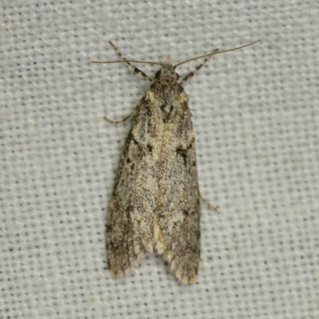 Diurnea fagella - szürke tavaszimoly
