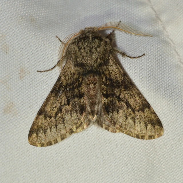 Apocheima hispidaria - borzas tavasziaraszoló