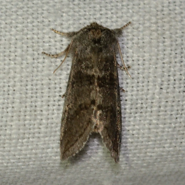 Asphalia ruficollis - vörösnyakú pihésszövő