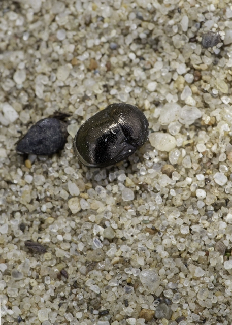 Thyreocoris scarabaeoides - fémes földipoloska