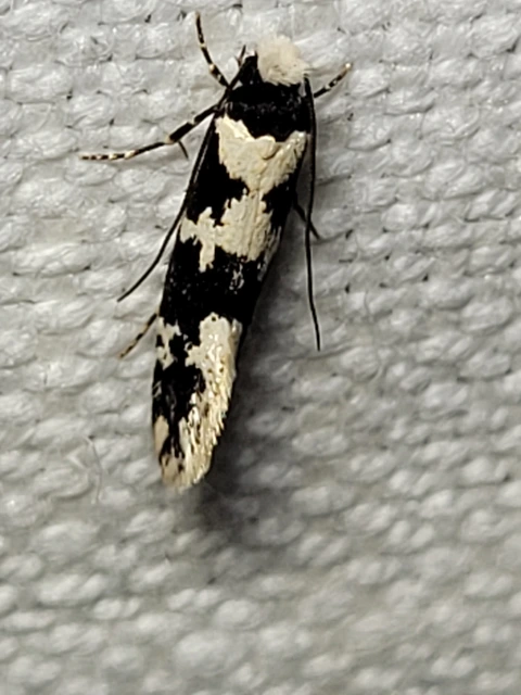 Neurothaumasia ankerella - magyarmoly