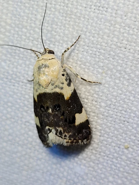 Acontia lucida - fehér nappalibagoly