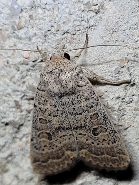Hoplodrina superstes - ritka selymesbagoly