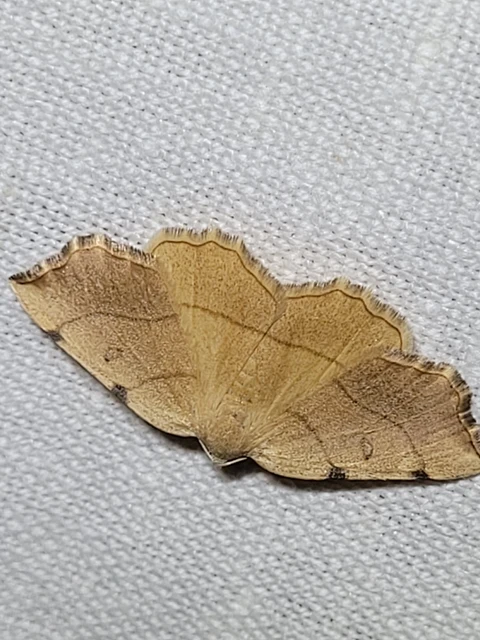 Eilicrinia trinotata - háromjegyű araszoló