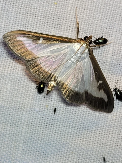 Cydalima perspectalis - puszpáng-tűzmoly