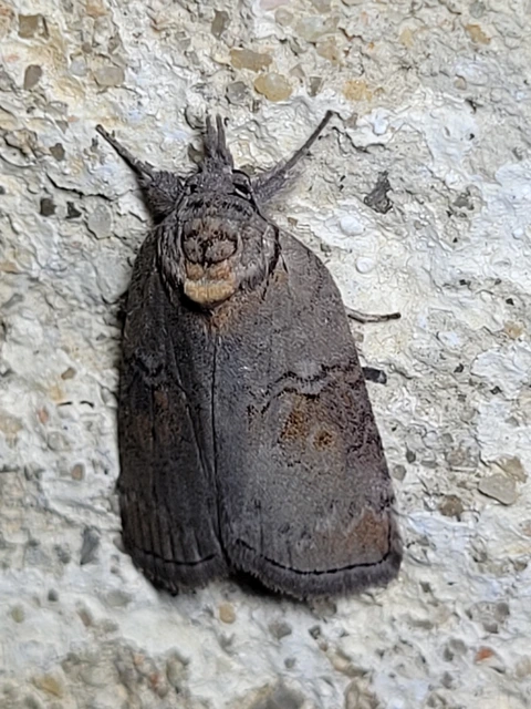 Nycteola asiatica - nyárfa-trapézbagoly
