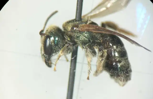 Seladonia kessleri