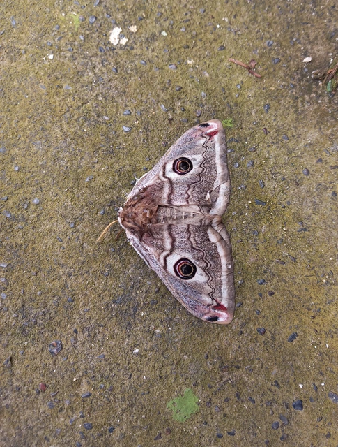 Saturnia pavoniella/pavonia