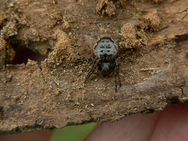 Nuctenea umbratica - közönséges rés-keresztespók