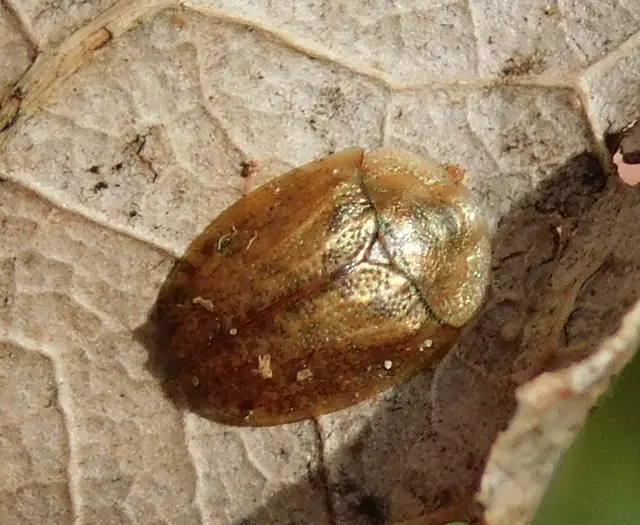 Hypocassida subferruginea - közönséges bordáspajzsbogár