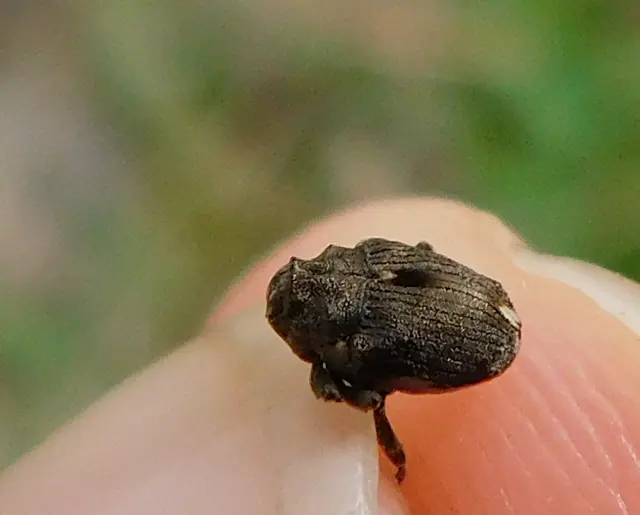 Stenocarus cardui - pipacsgyökér-ormányos