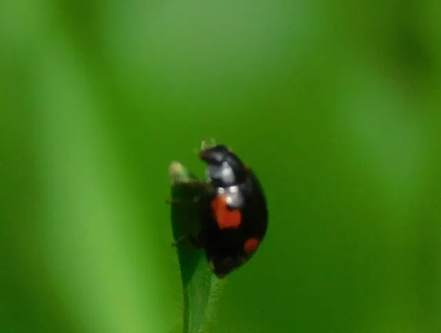 Adalia bipunctata - kétpettyes katica