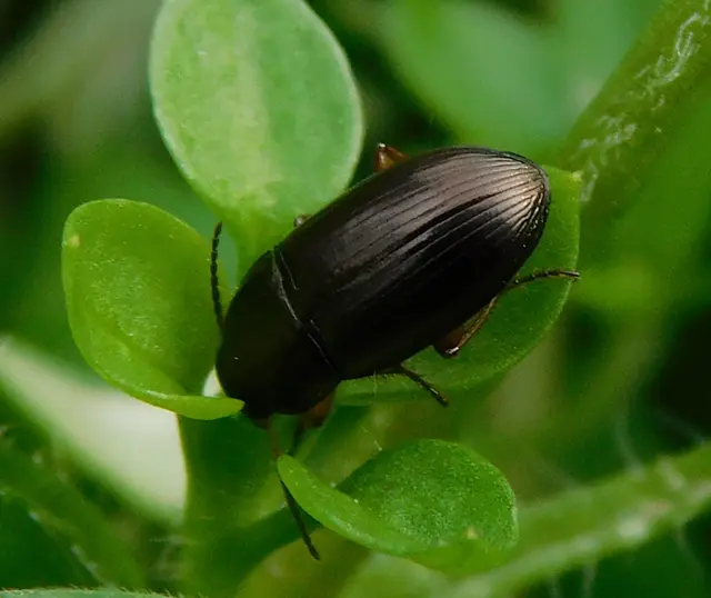 Amara Amara