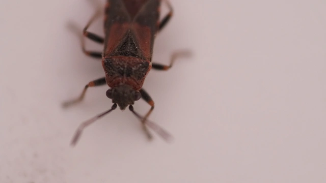 Arocatus melanocephalus