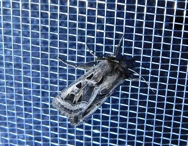 Episema glaucina - fogasjegyű liliombagoly